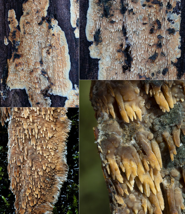 Phlebia nothofagi