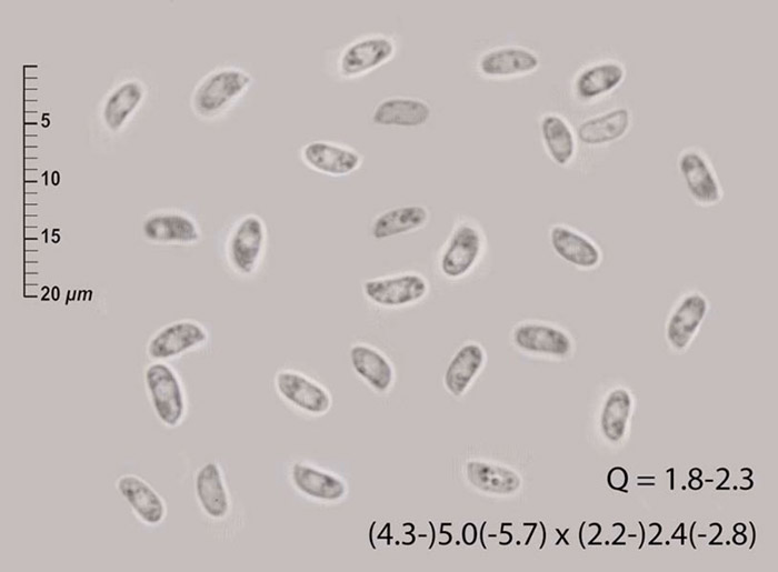 Phlebia nothofagi