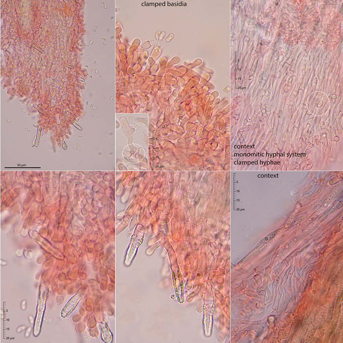 Phlebia nothofagi