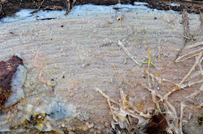 Phlebia tuberculata