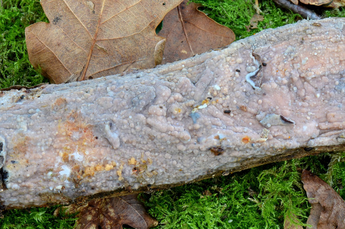 Phlebia tuberculata