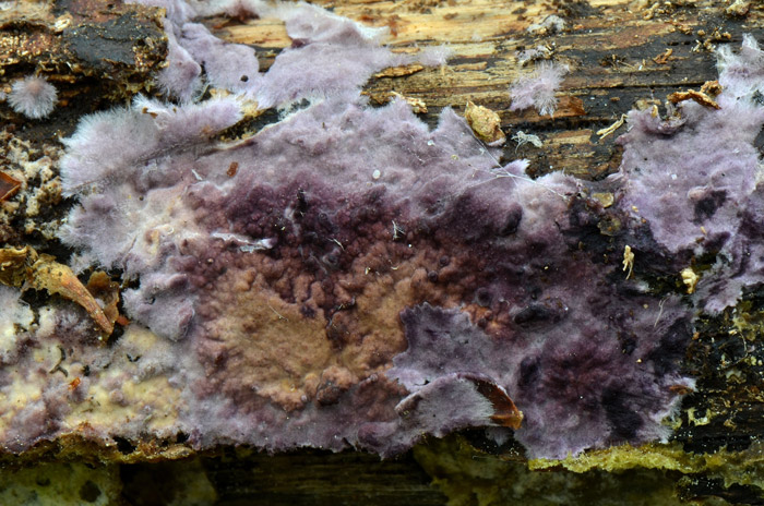 Phlebiopsis crassa