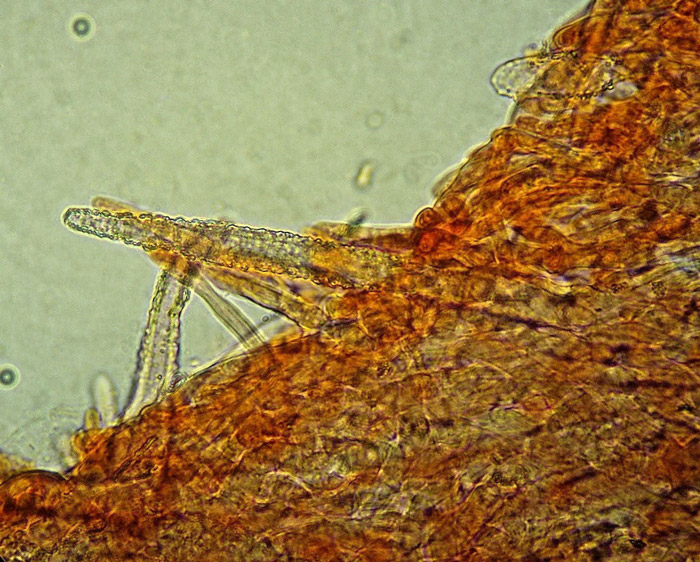 Phlebiopsis crassa