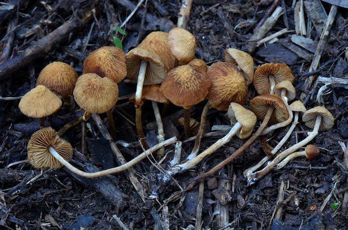 Pholiotina rugosa
