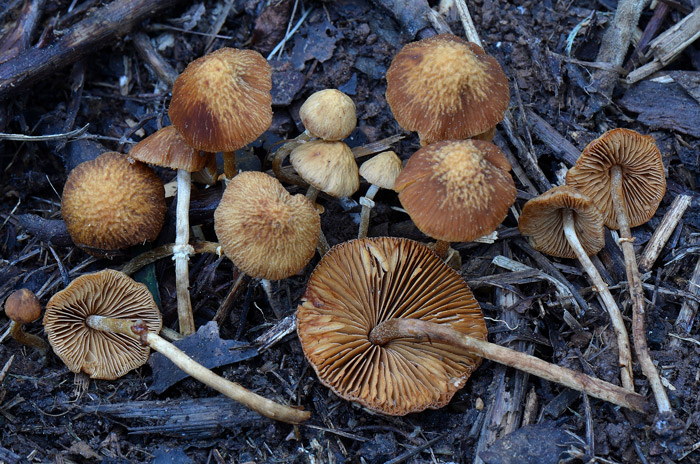 Pholiotina rugosa