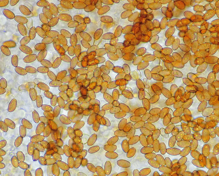 Pholiotina rugosa