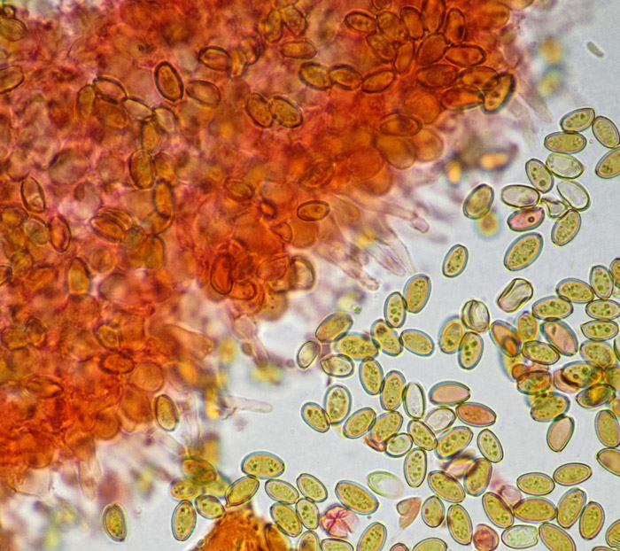 Pholiotina rugosa