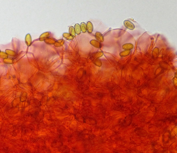 Pholiotina rugosa