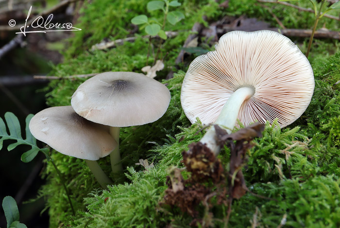 Pluteus salicinus