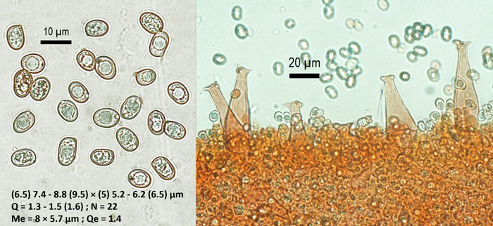 Pluteus salicinus