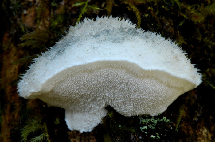Postia subcaesia