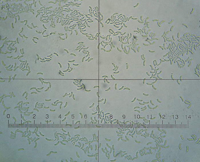 Postia subcaesia