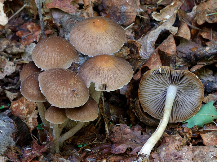 Psathyrella impexa