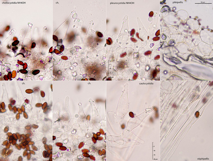 Psathyrella impexa