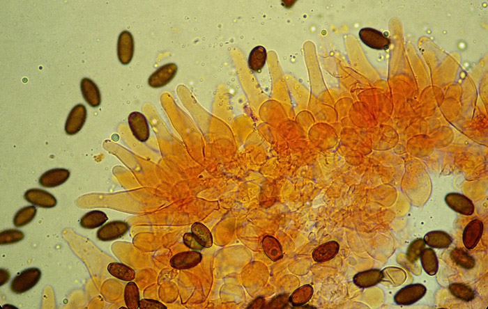 Psathyrella microrhiza