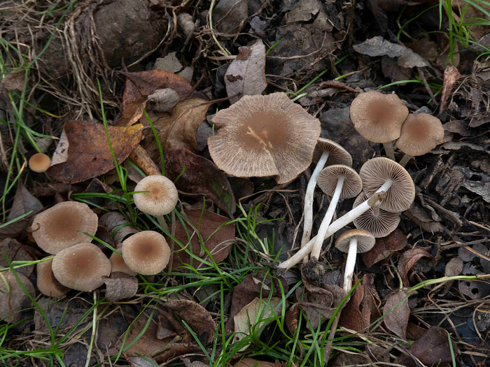 Psathyrella noli-tangere