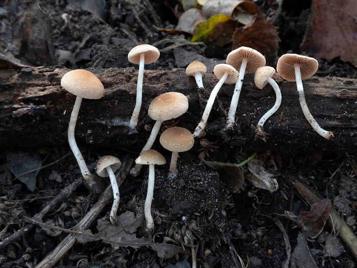 Psathyrella noli-tangere