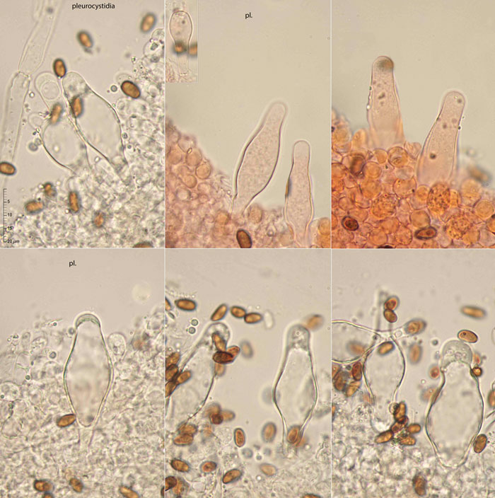 Psathyrella noli-tangere