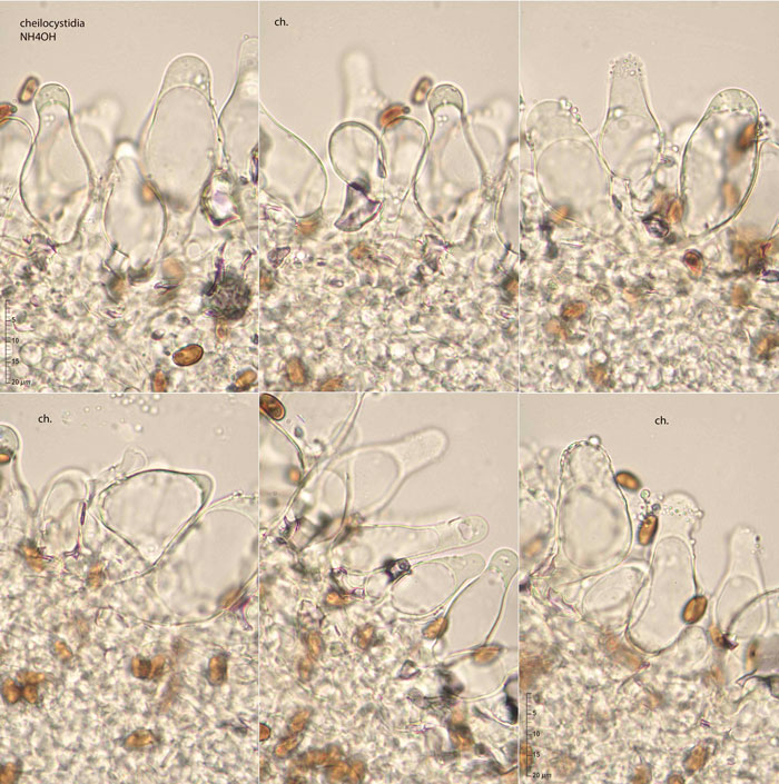 Psathyrella noli-tangere