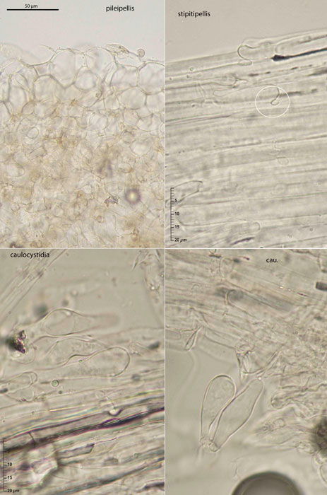 Psathyrella noli-tangere