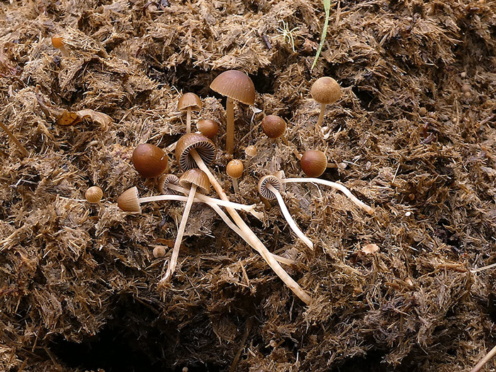 Psathyrella saponacea