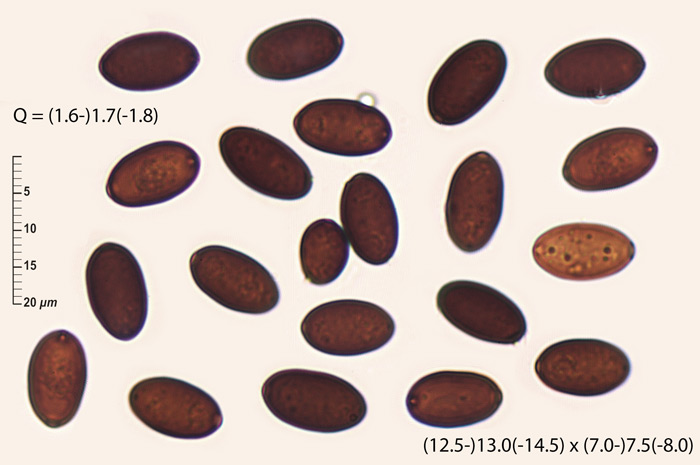Psathyrella saponacea