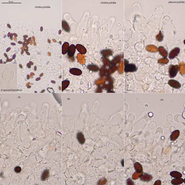 Psathyrella saponacea