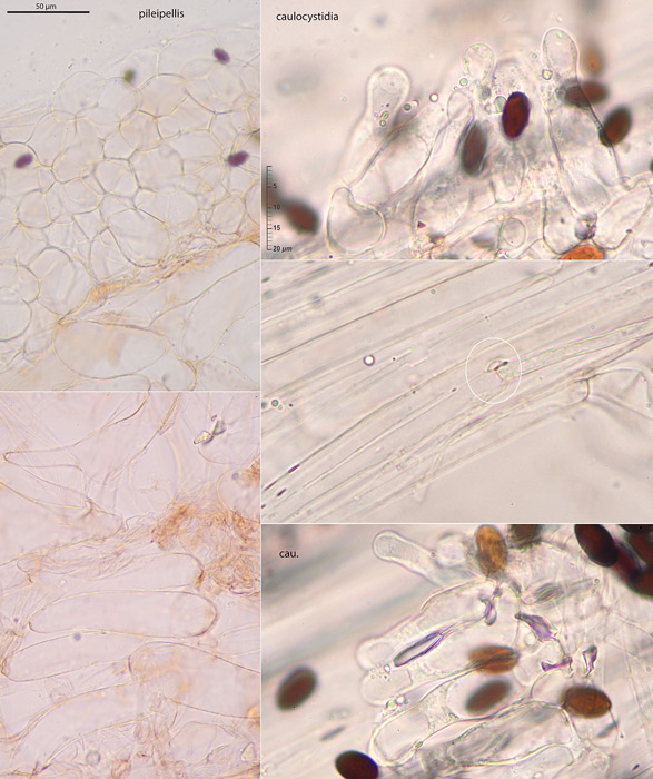 Psathyrella saponacea
