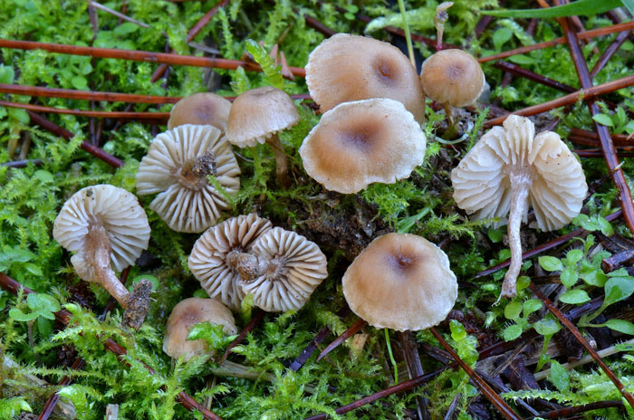 Pseudolaccaria pachyphylla