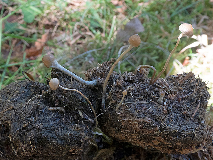Psilocybe liniformans