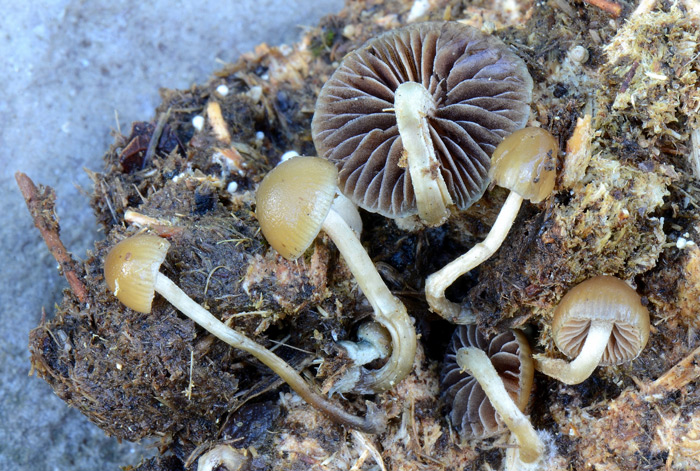 Psilocybe liniformans