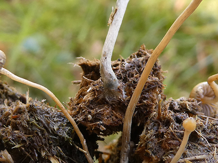 Psilocybe liniformans