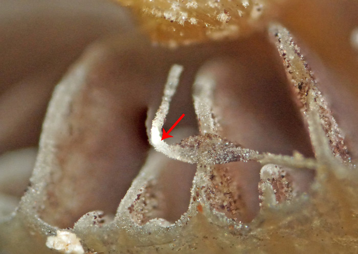 Psilocybe liniformans