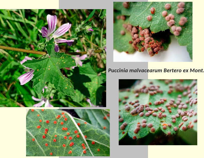 Puccinia malvacearum