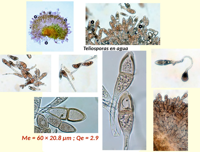 Puccinia malvacearum