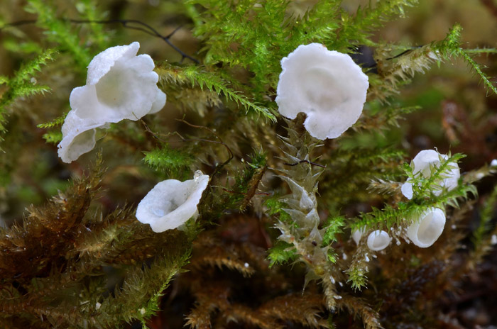 Rimbachia neckerae