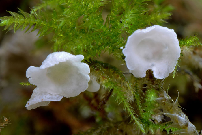 Rimbachia neckerae