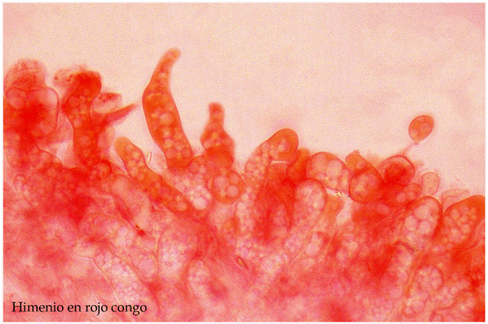 Rimbachia neckerae