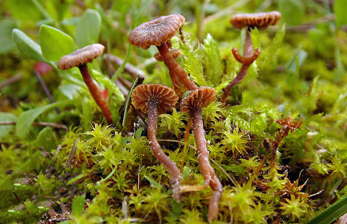 Romagnesiella clavus
