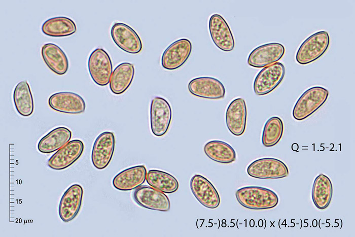 Romagnesiella clavus