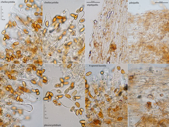 Romagnesiella clavus