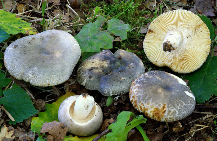 Russula anatina