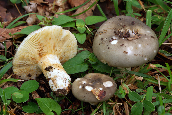 Russula anatina