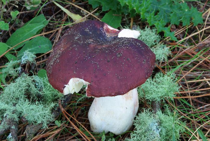 Russula anatina