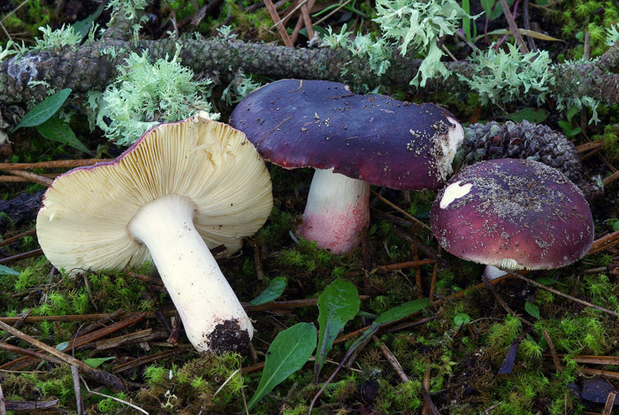 Russula anatina
