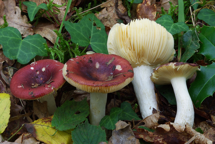 Russula cuprea