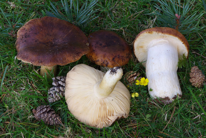 Russula mustelina