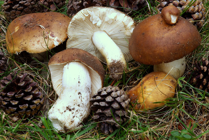 Russula mustelina