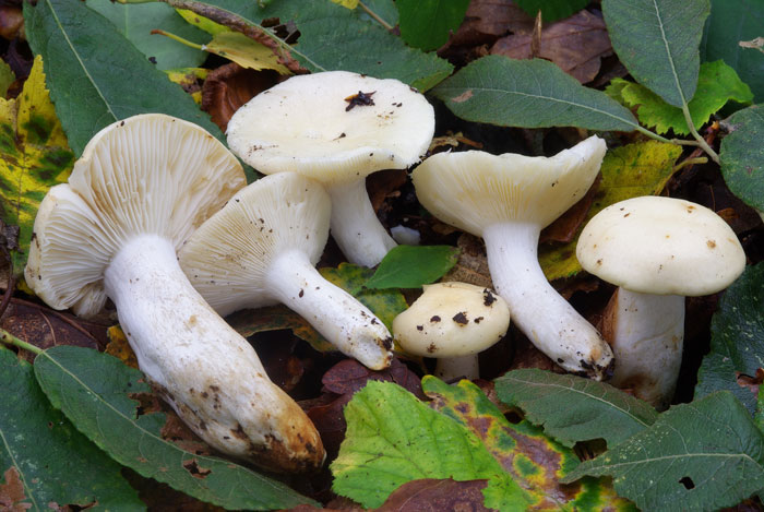 Russula persicina f. alboflavella