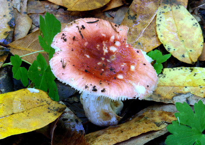 Russula puellula